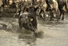 Cavalier gardian — marais de Camargue