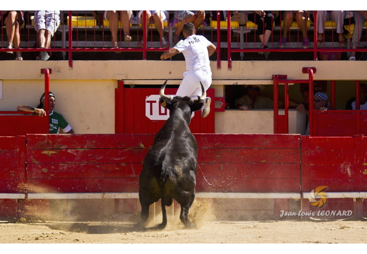 Course Camarguaise